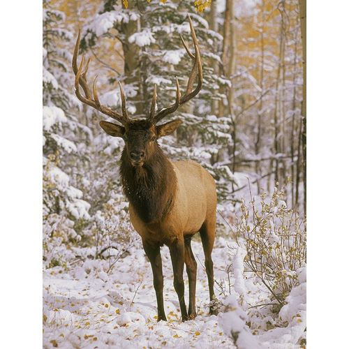 A bull elk in early winter in the Colorado Rocky Mountains
